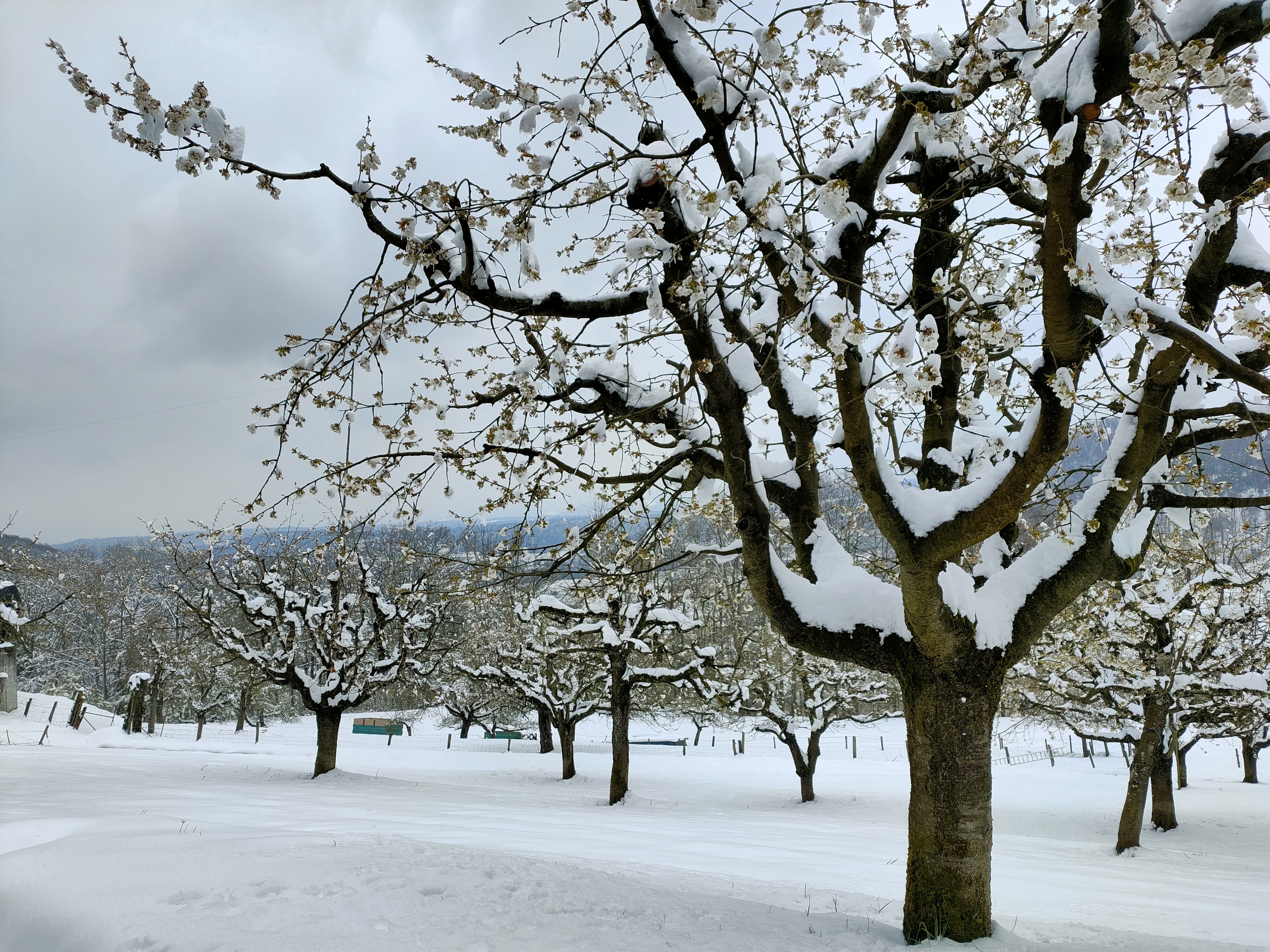 Kirschgarten in Büren am 3. April 2022: Ein Wintereinbruch mit bis zu 30 Zentimeter Neuschnee und strengem Frost trifft die Kirschbäume in der vollen Blüte. 