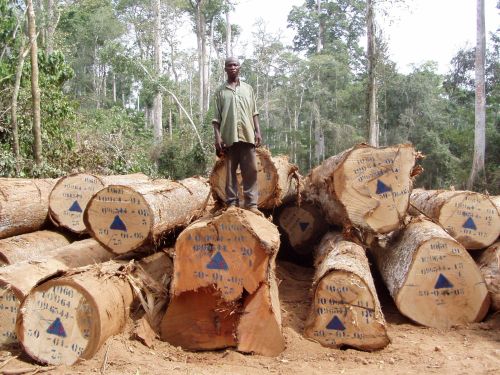 Holzschlag in Kamerun. Nötig wären riesige Aufforstungsprogramme, um den Klimawandel zu stoppen. Bild: Ma. 