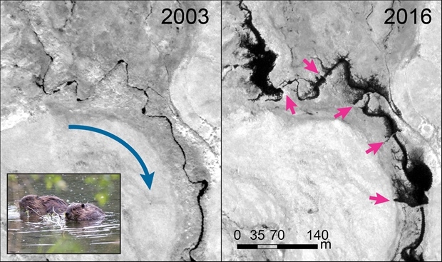 Der Rodney Creek auf der Halbinsel Seward in Alaska auf zwei Satellitenbildern aus den Jahren 2003 und 2016: Biber haben ganze Arbeit geleistet. Der Population hat sich binnen zweier Jahrzehnte verdoppelt (Bild: Maxar)