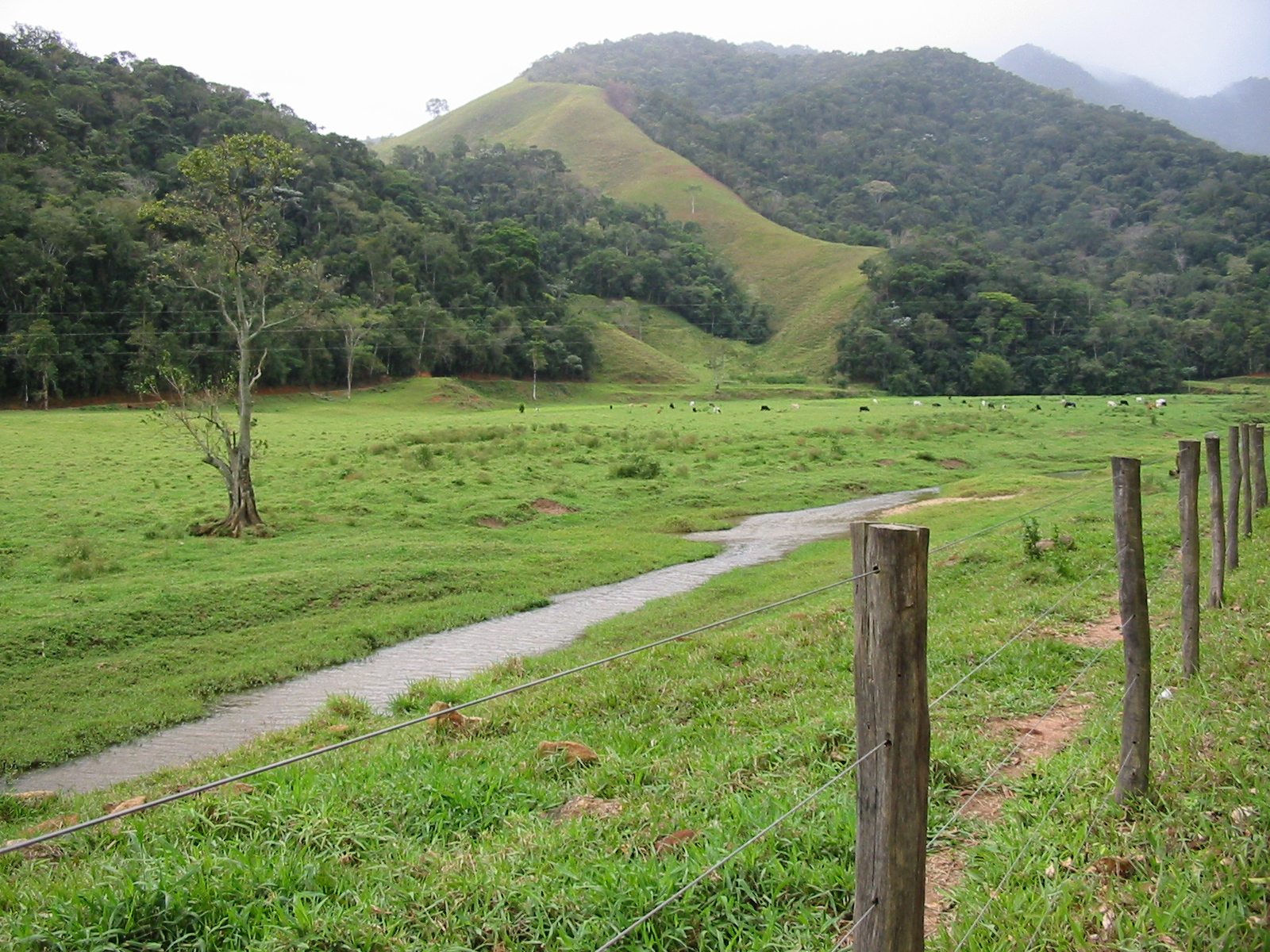 Der brasilianische Regenwald wird für den Anbau von Monokulturen und die Landwirtschaft zerstört. (Bild: Martin Arnold)