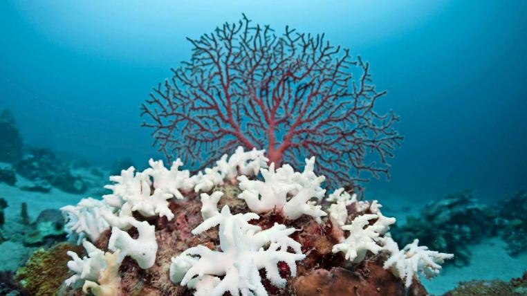 Korallenbleiche auf den Malediven, eine Folge extrem hoher Wassertemperaturen. (Bild: Matt Kiefer)